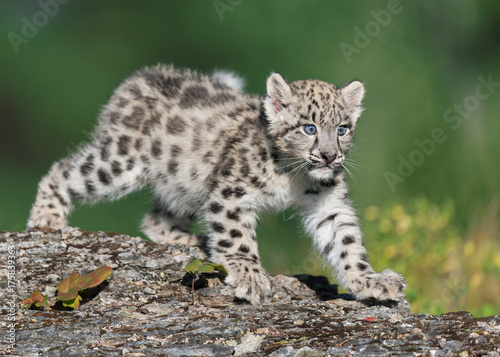 Fototapeta Naklejka Na Ścianę i Meble -  Single snow leopard cub prowling on rocky surface