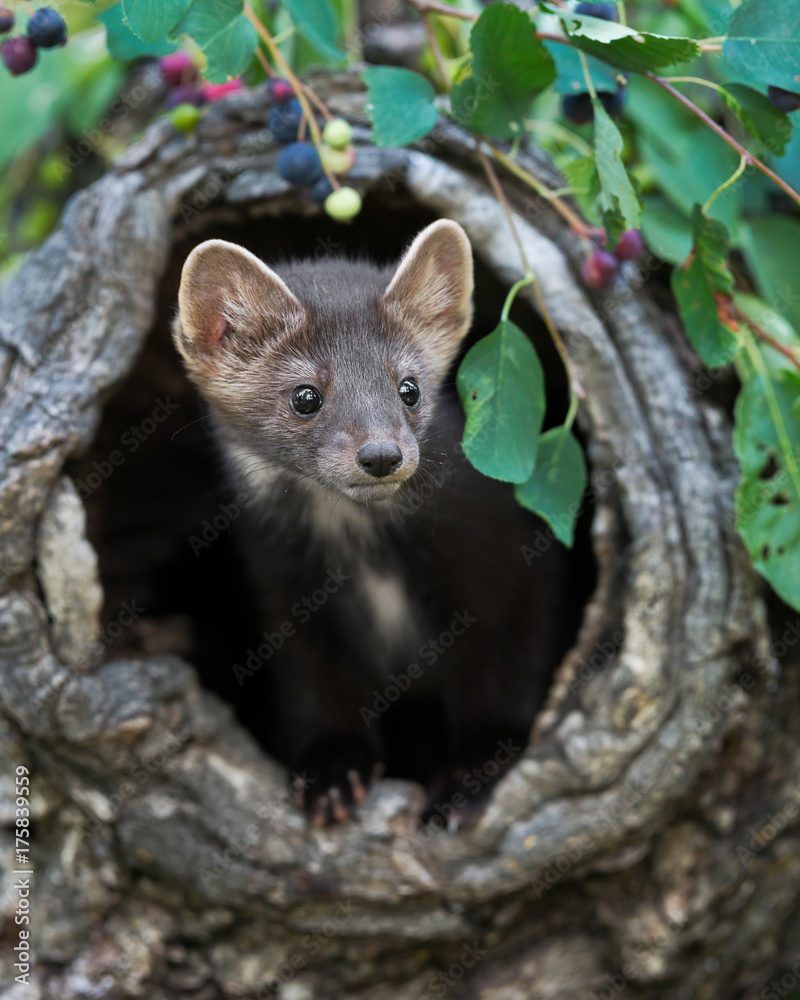 Baby pine Martin peeking out of tree stump in the woods Baby pine Martin peeking out of tree stump in the woods