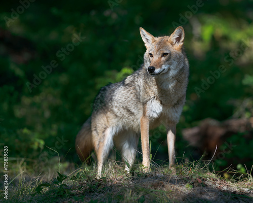 Female adult coyote (Canis latrans) standing in beam of light shining through the forest