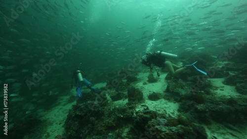 Wallpaper Mural Scuba divers swim through large school of bigeye trevally (Caranx sexfasciatus) at Sipadan Island, Borneo, Malaysia  Torontodigital.ca