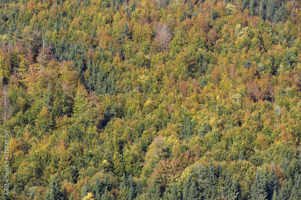 Bunt gefärbter Herbstwald, formatfüllend