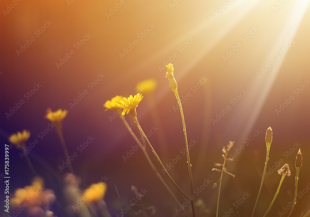 delicate flower yellow dandelion growing in the sunlight on a summer meadow