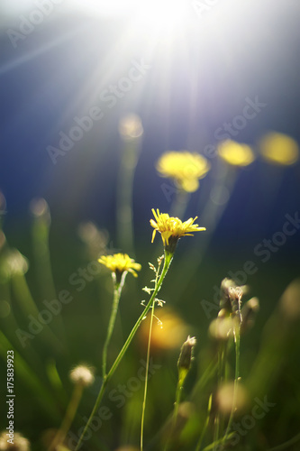delicate flower yellow dandelion growing in the sunlight on a summer