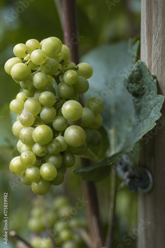 Cluster of light wine grapes on a rod