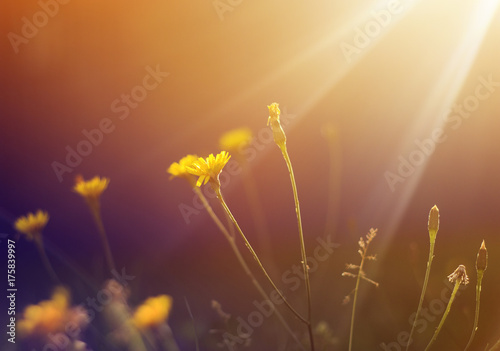 delicate flower yellow dandelion growing in the sunlight on a summer meadow