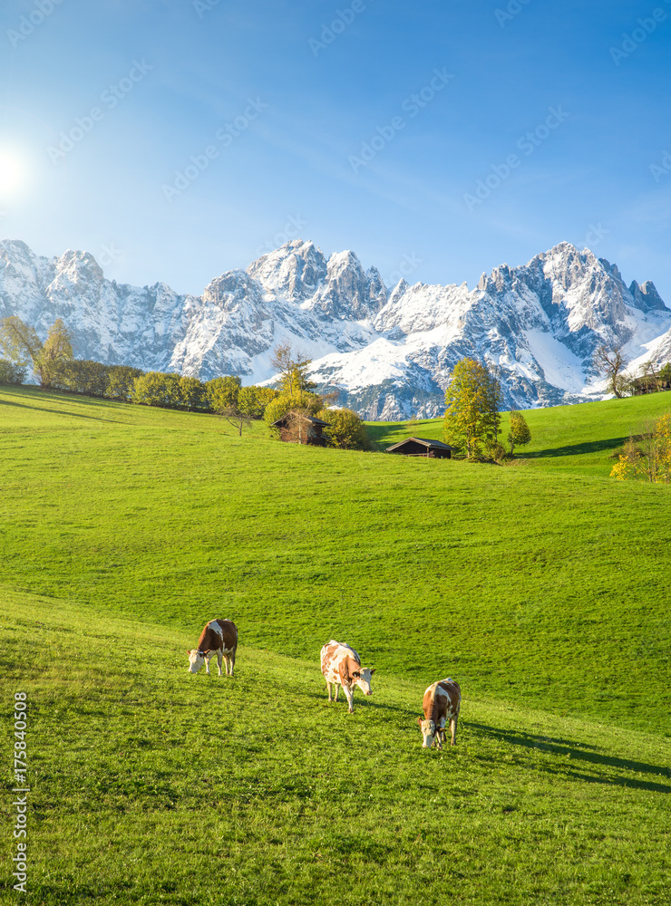 Traditional austrian alpine farm with cows on meadow in front of Wilder Kaiser, Kitzbühel, Tyrol, Austria