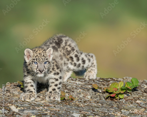 Single snow leopard cub (Panthera uncia) prowling on rocky surface © gnagel