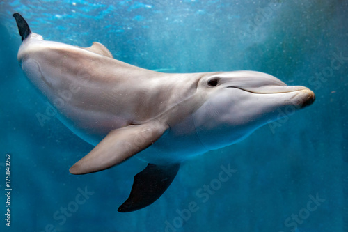 dolphin underwater on blue ocean close up look