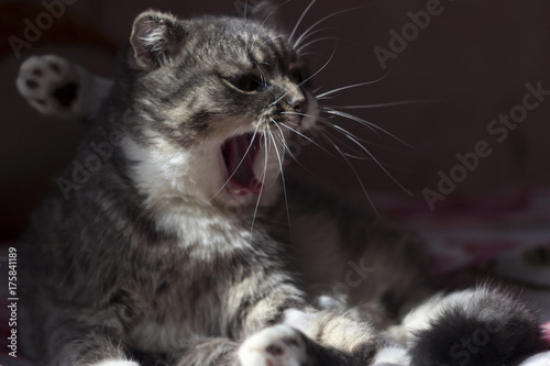 Fototapeta Naklejka Na Ścianę i Meble -  Grey cat Scottish breed lying on the bed and yawns. Sleepy cat
