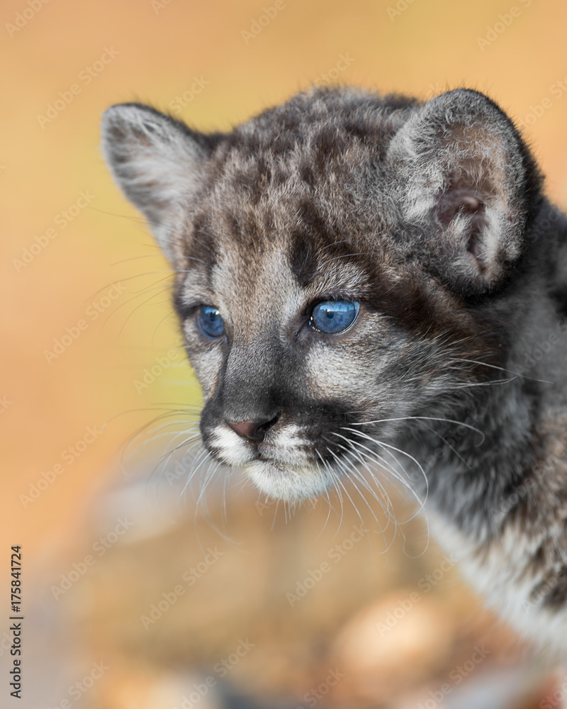 Cute mountain lion cub with blue eyes against golden light background