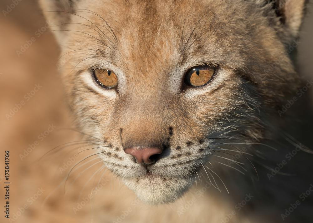 Naklejka premium Siberian lynx kitten closeup portrait