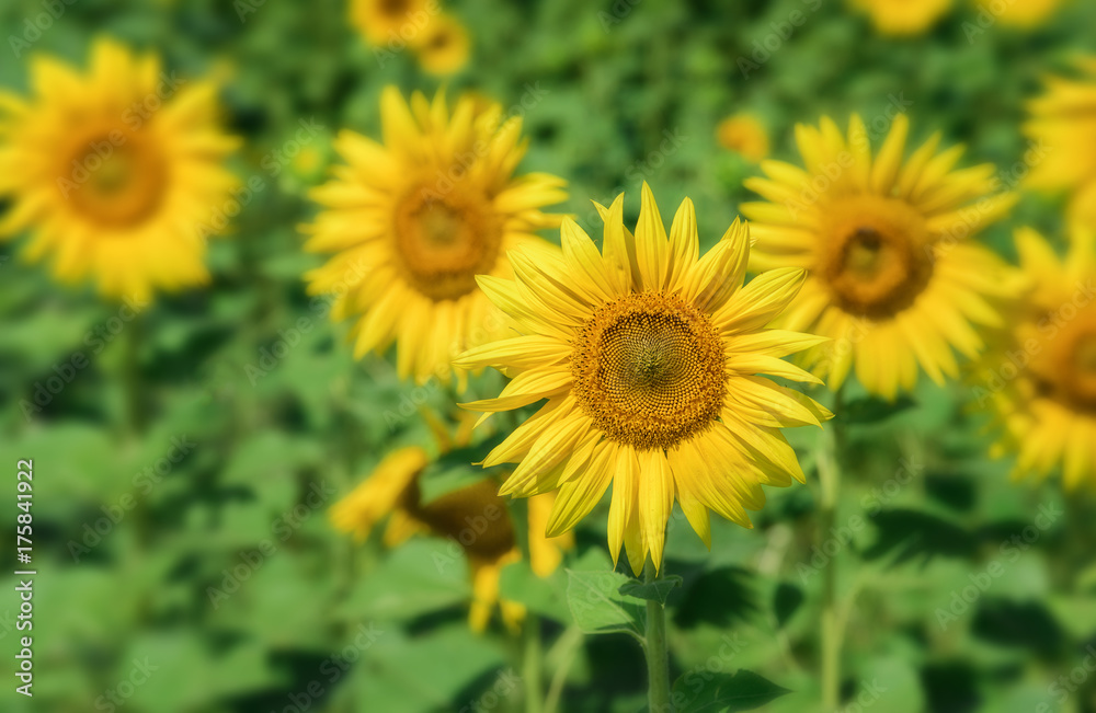 Sunflowers field landscape.