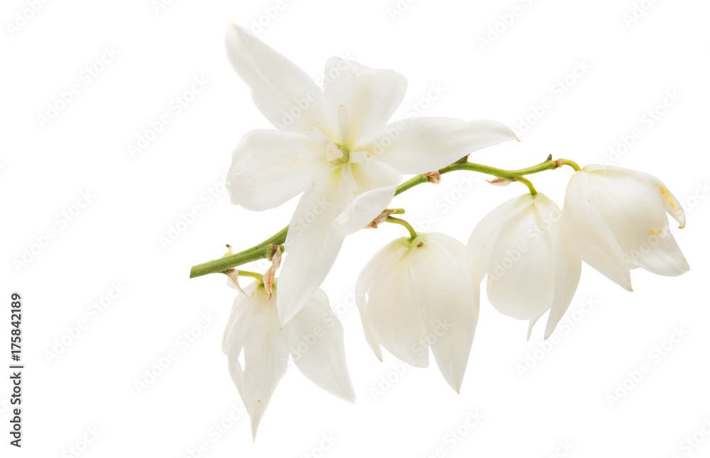 Obraz premium yucca flower