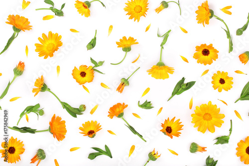 Calendula. Marigold flower isolated on white background with copy space for your text. Top view