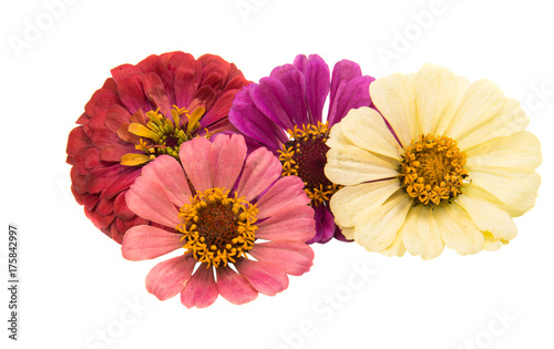 zinnia flower