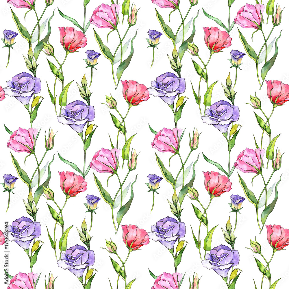 Wildflower eustoma flower in a watercolor style isolated. Full name of the plant: eustoma,chinese rose. Aquarelle wild flower for background, texture, wrapper pattern, frame or border.