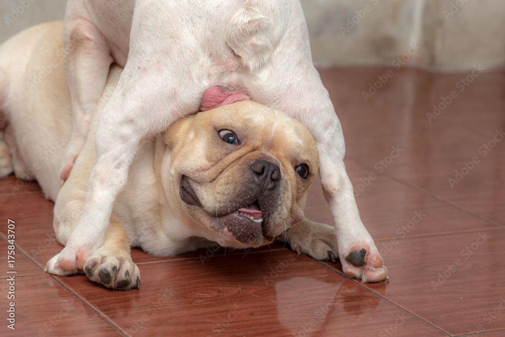 Cute French bulldog lovely pet and best friend in the house Cute French bulldog lovely pet and best friend in the house