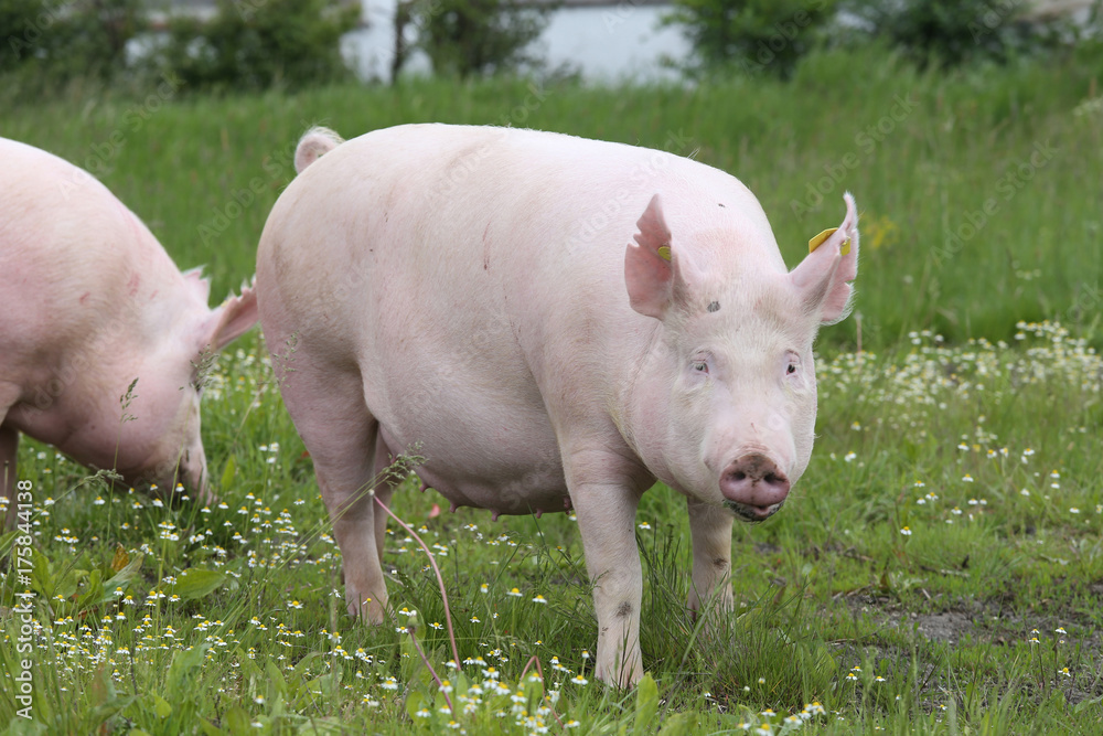 Front view of a young sow pig on farm Front view of a young sow pig on farm