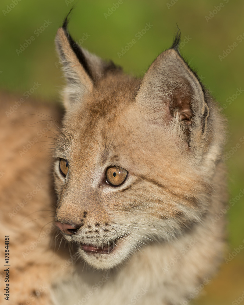 Obraz premium Siberian lynx kitten