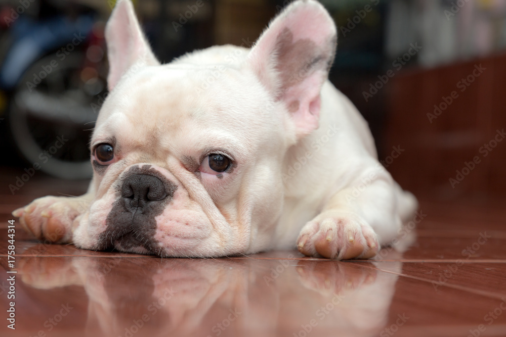 Cute French bulldog lovely pet and best friend in the house
