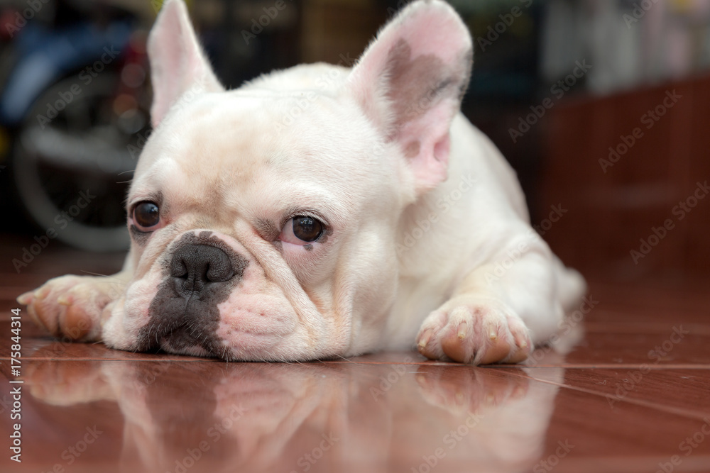 Cute French bulldog lovely pet and best friend in the house Cute French bulldog lovely pet and best friend in the house