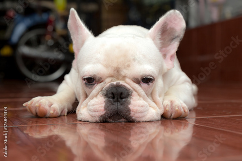 Fototapeta Naklejka Na Ścianę i Meble -  Cute French bulldog lovely pets.