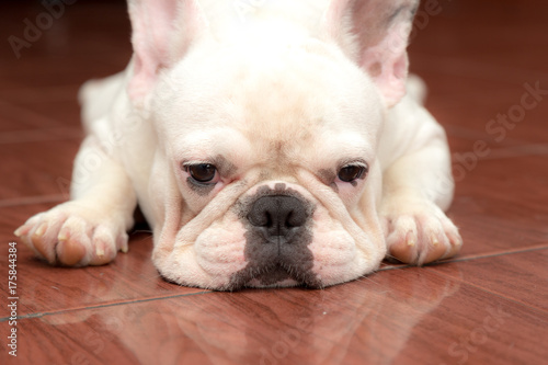 Cute French bulldog lovely pets.