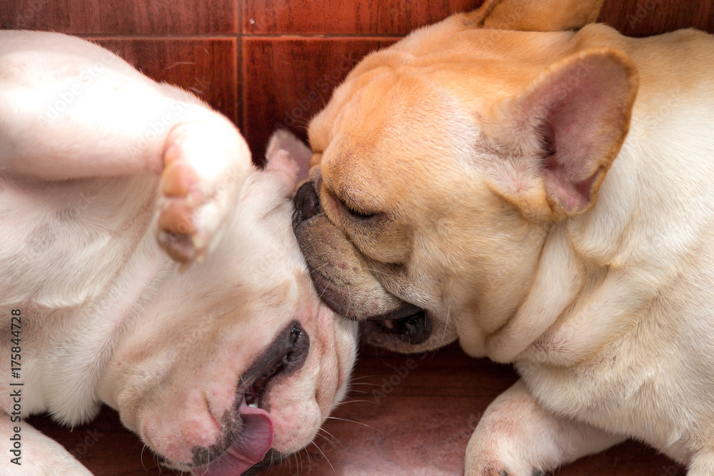 Cute French bulldog lovely pet and best friend in the house Cute French bulldog lovely pet and best friend in the house