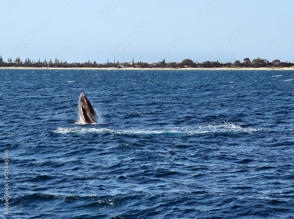 Fototapeta premium Humpback Whale (Megaptera novaeangliae)