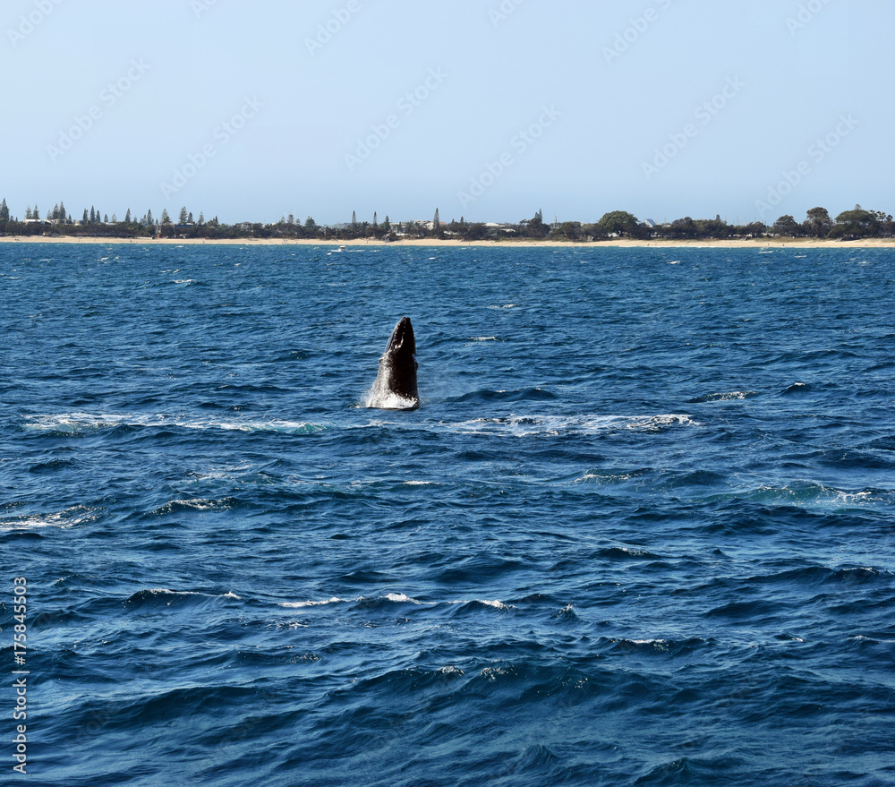 Naklejka premium Humpback Whale (Megaptera novaeangliae)