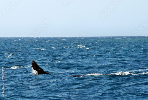 Humpback Whale (Megaptera novaeangliae)