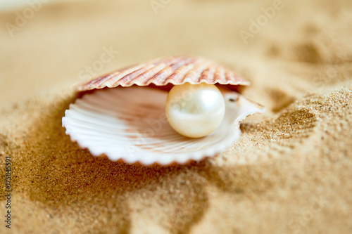 shell with a pearl