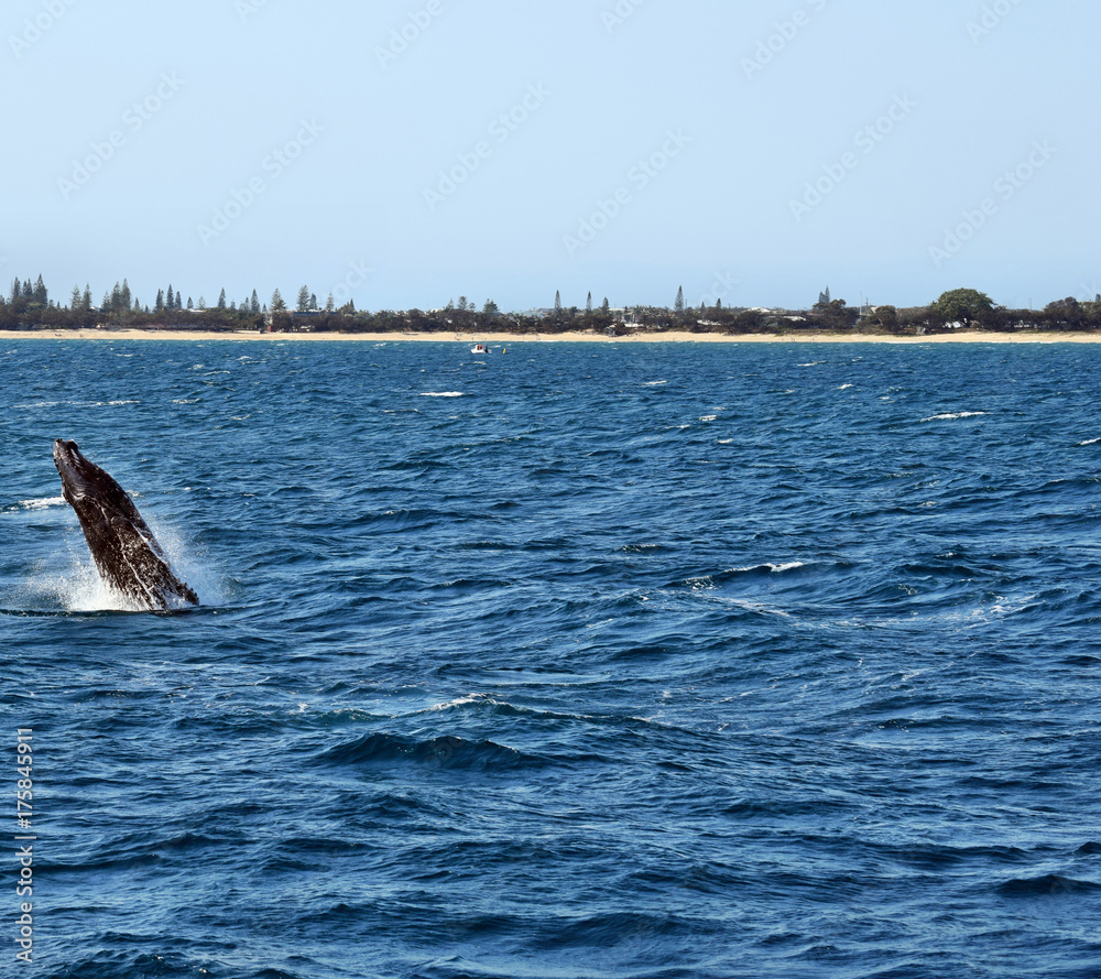 Obraz premium Humpback Whale (Megaptera novaeangliae)