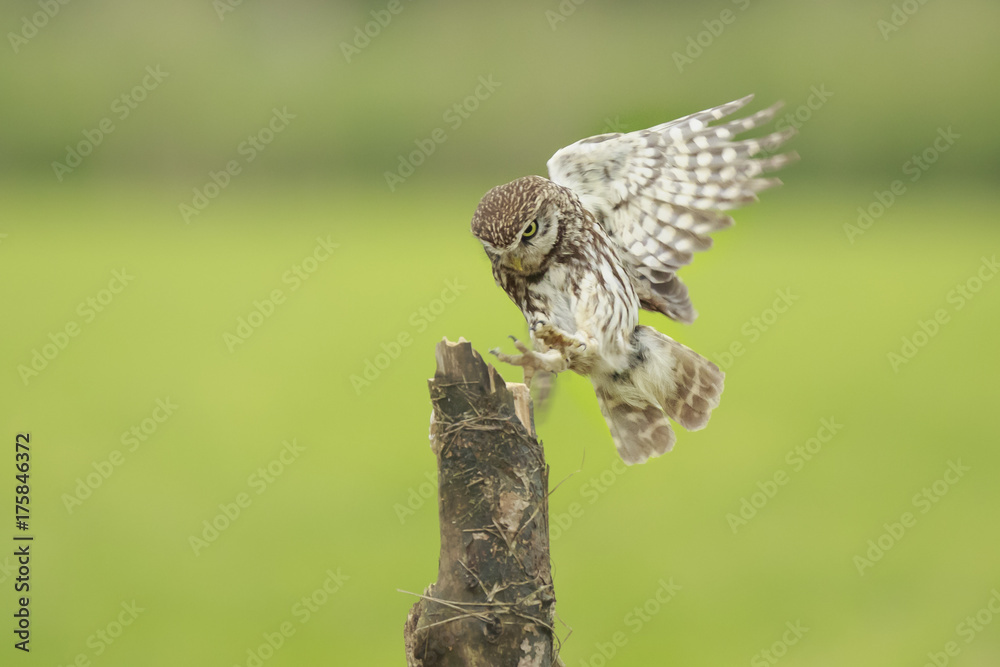 Fototapeta premium Little owl, Athene noctua, bird of prey in flight