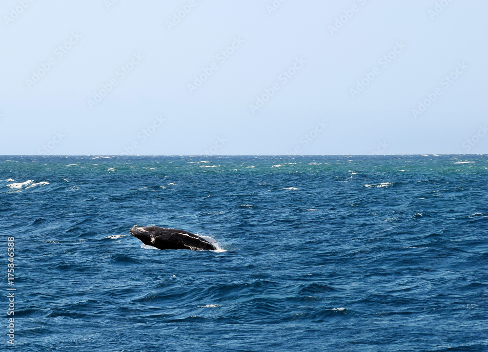 Humpback Whale (Megaptera novaeangliae) Humpback Whale (Megaptera novaeangliae)