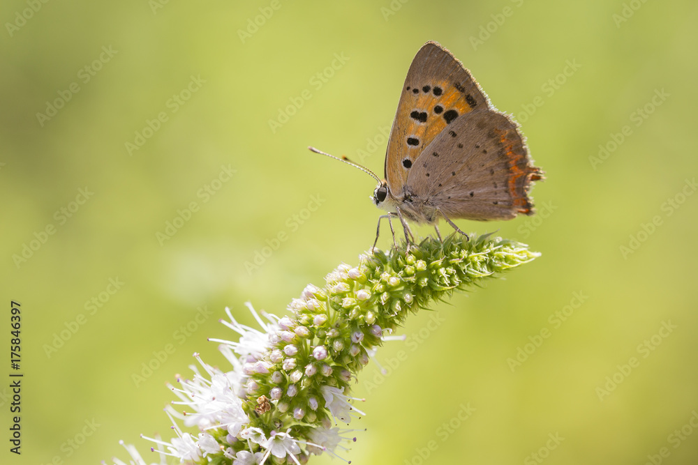 Small or common copper butterfly lycaena phlaeas closeup Small or common copper butterfly lycaena phlaeas closeup