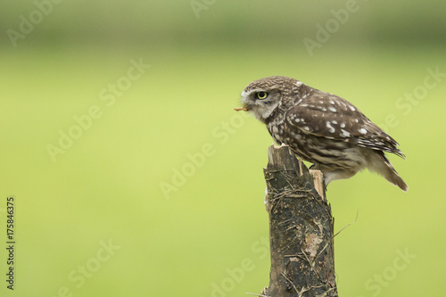 Closeup portrait Little owl, Athene noctua, perched while hunting