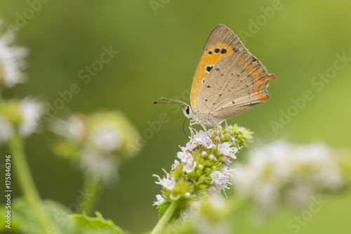 Small or common copper butterfly lycaena phlaeas closeup © Sander Meertins