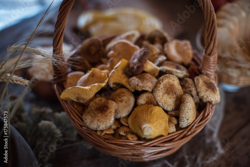 Different mushrooms in the ...
