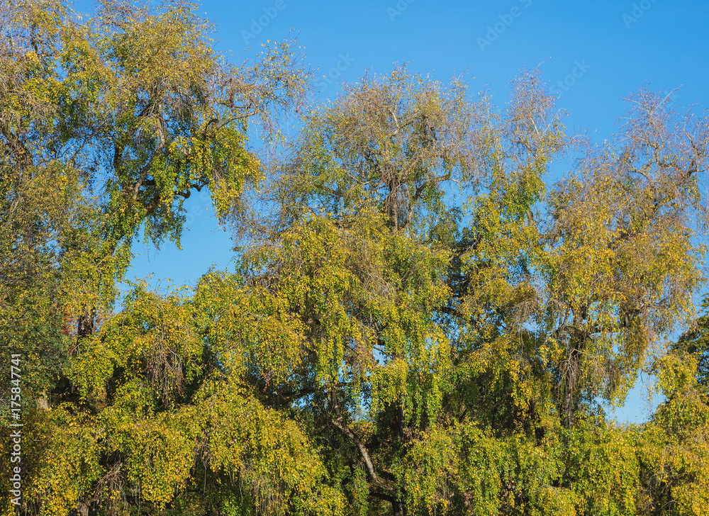 Colorful trees against blue sky in autumn, picture taken in the beginning of October on the lakeside of the city of Zurich, Switzerland