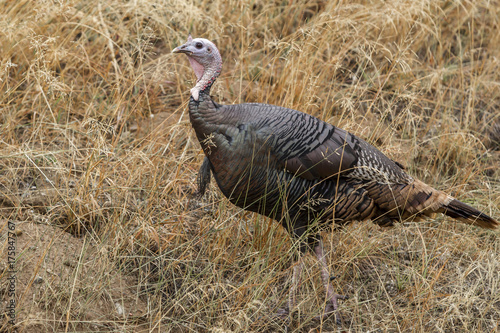 Sideview of turkey.