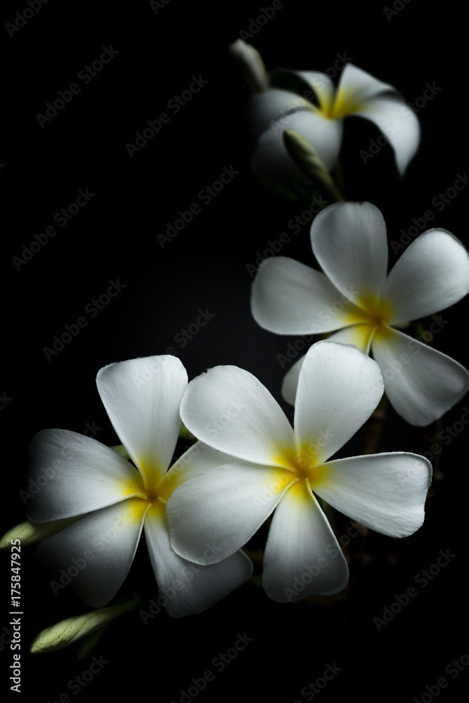 Fototapeta premium White Plumeria or frangipani in black background theme