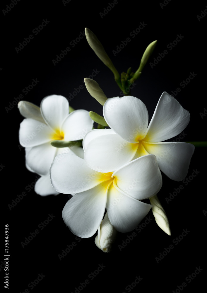 White Plumeria or frangipani in black background theme