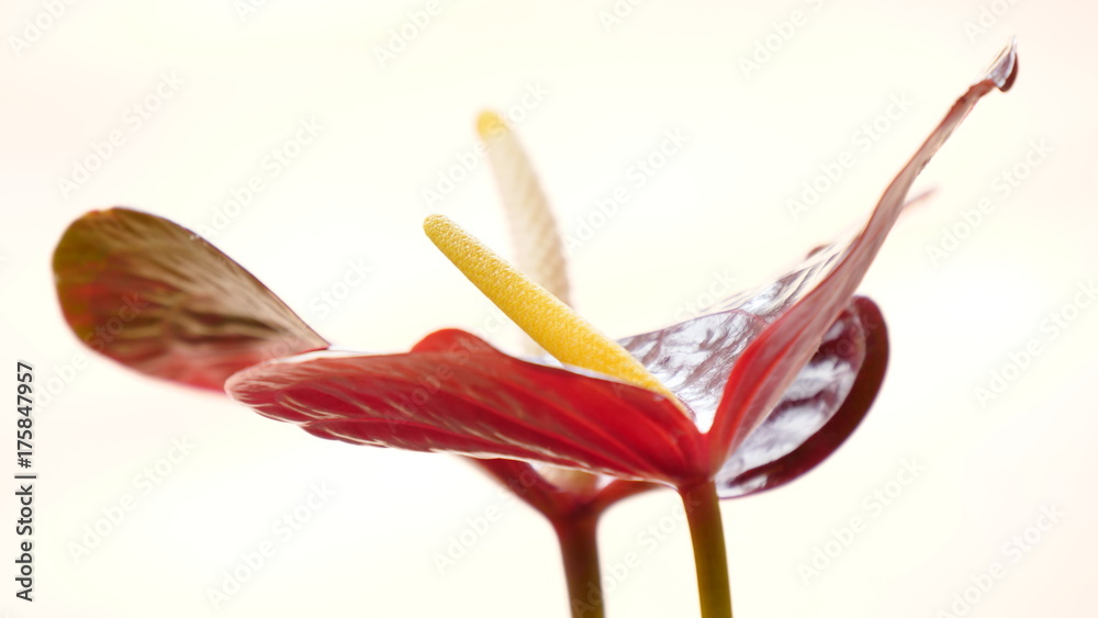 Flamingoblume nah vor weissem Hintergrund