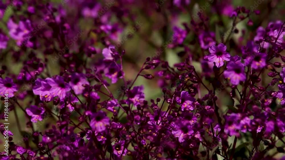 The Atacama Blooming Desert, an unusual phenomenon in the most driest desert in the planet. The Atacama Blooming Desert, an unusual phenomenon in the most driest desert in the planet.