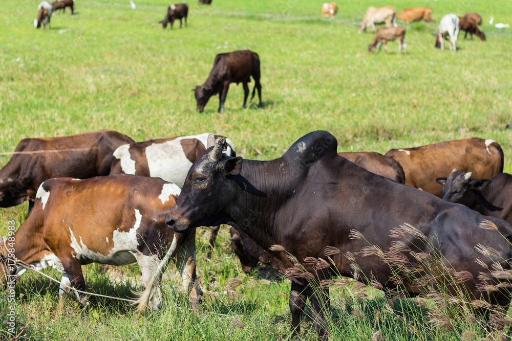 Cows grazing on farm with green field in good weather day Cows grazing on farm with green field in good weather day