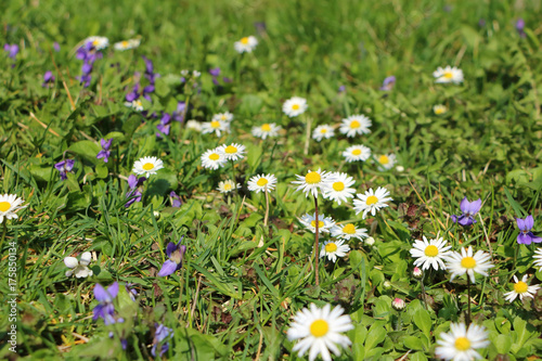 Grass full of ox-eye daisy - also oxeye daisy (Leucanthemum vulgare), common, dog or moon daisy and Viola odorata also known as wood, sweet,English, common, florist's or garden violet