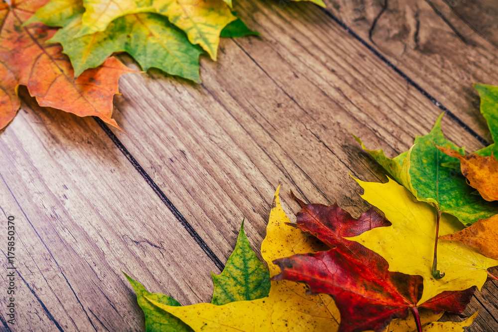 Obraz premium Autumn background with colorful fall maple leaves on rustic wooden table. Thanksgiving holidays concept. Green, yellow and red autumn leaves. Selective focus.