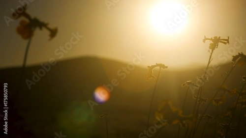 Atardecer Desierto Florido