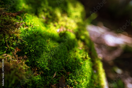 Close up of blooming green moss.